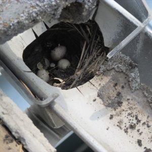 岡山市南区で屋根工事　雨漏り修理　雨どい補修　上合に鳥の巣